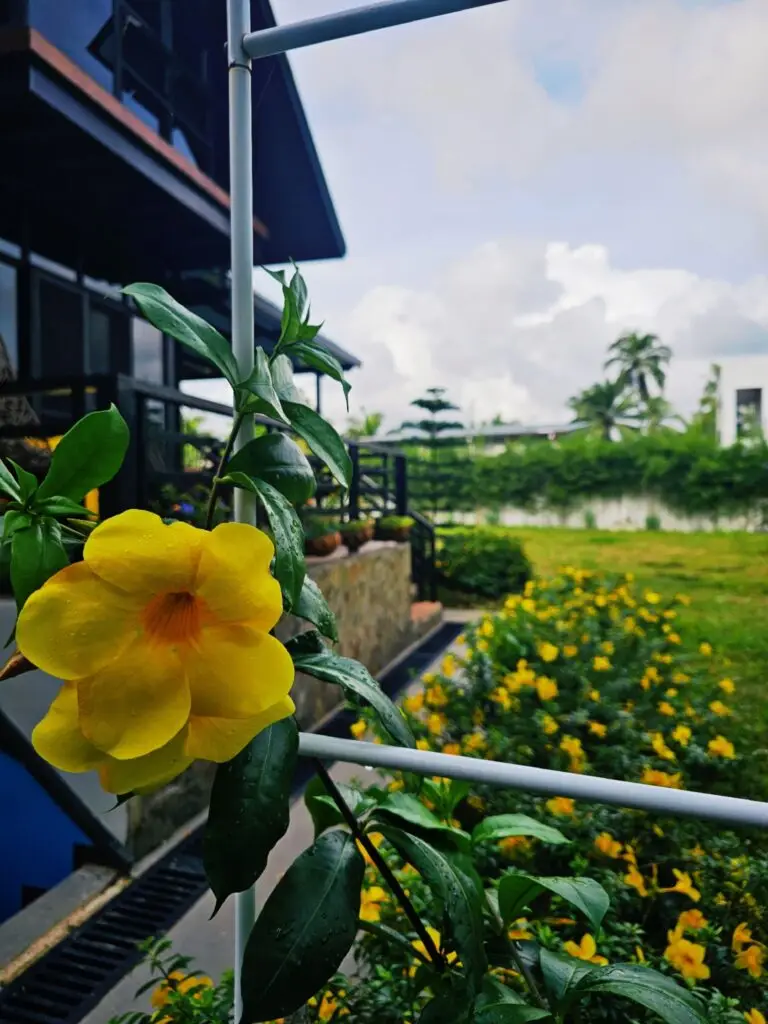 flower image