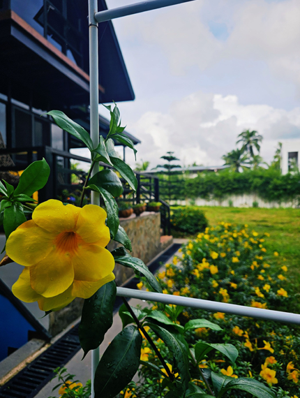 flower image